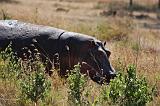 TANZANIA - Serengeti National Park - Hippo - 3